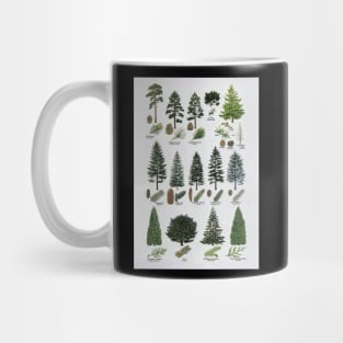 coniferous botanical poster Mug